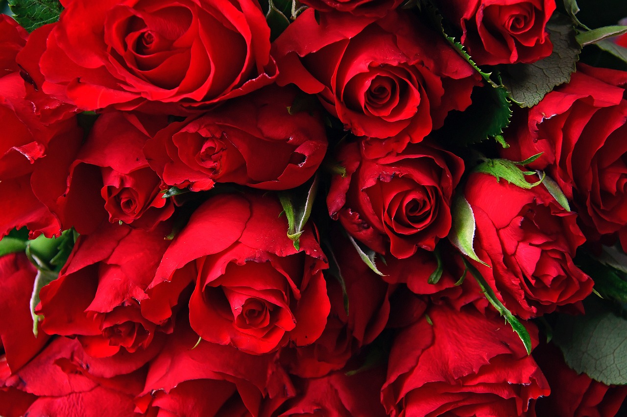 The Best Red Roses For Romantic Occasions