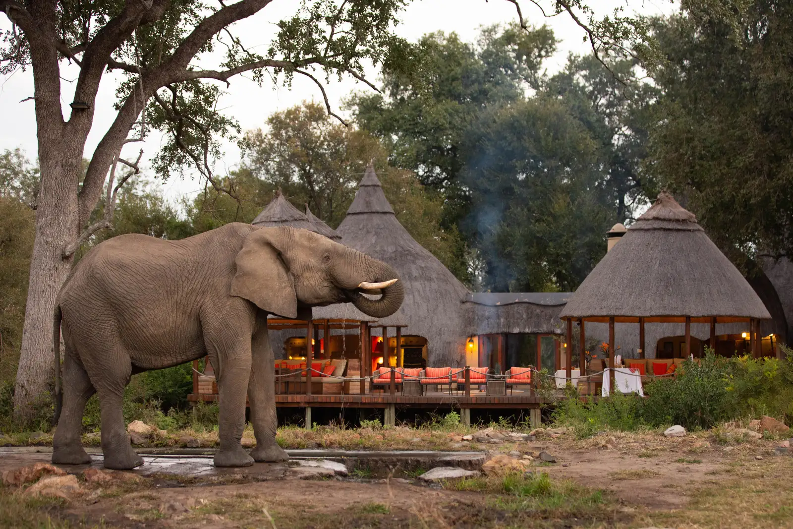 A large elephant with tusks grazes by a wooden deck and bungalow at a luxury camp in the Kruger National Park